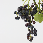 Common Grape Vine - Vitis Vinifera ‘nero’ - Height 60-75cm - ⌀21cm
