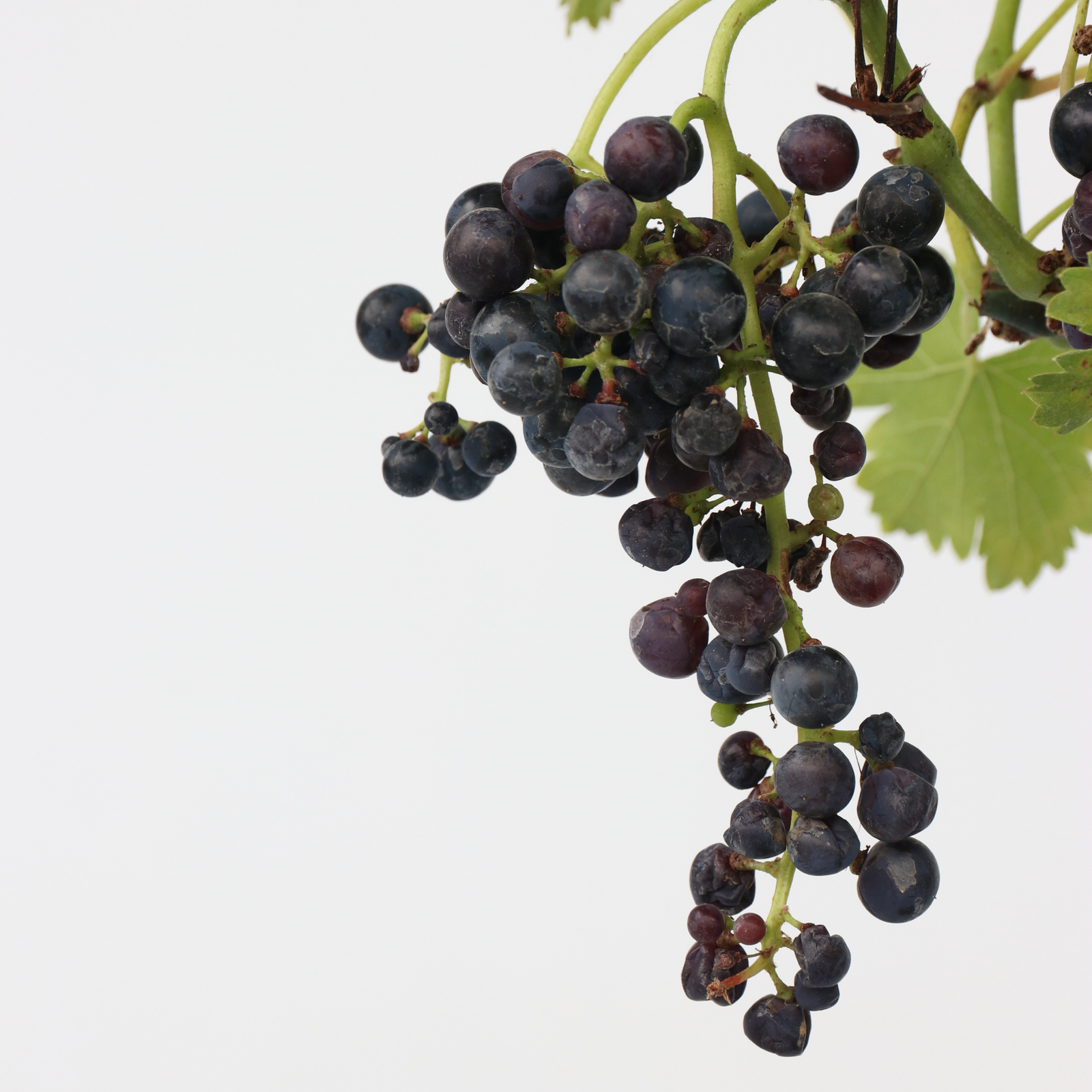 Common Grape Vine - Vitis Vinifera ‘nero’ - Height 60-75cm - ⌀21cm