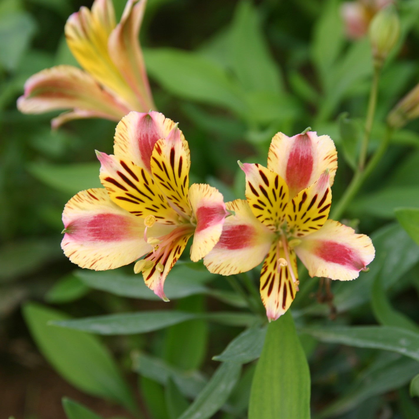 Hayloft Alstroemeria Duchesse D'anjou 'marguerite' 3 X 9cm Pots