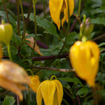 Clematis Orientalis 'bill Mackenzie' - 8cm Pots | Set-of-1 | Yellow