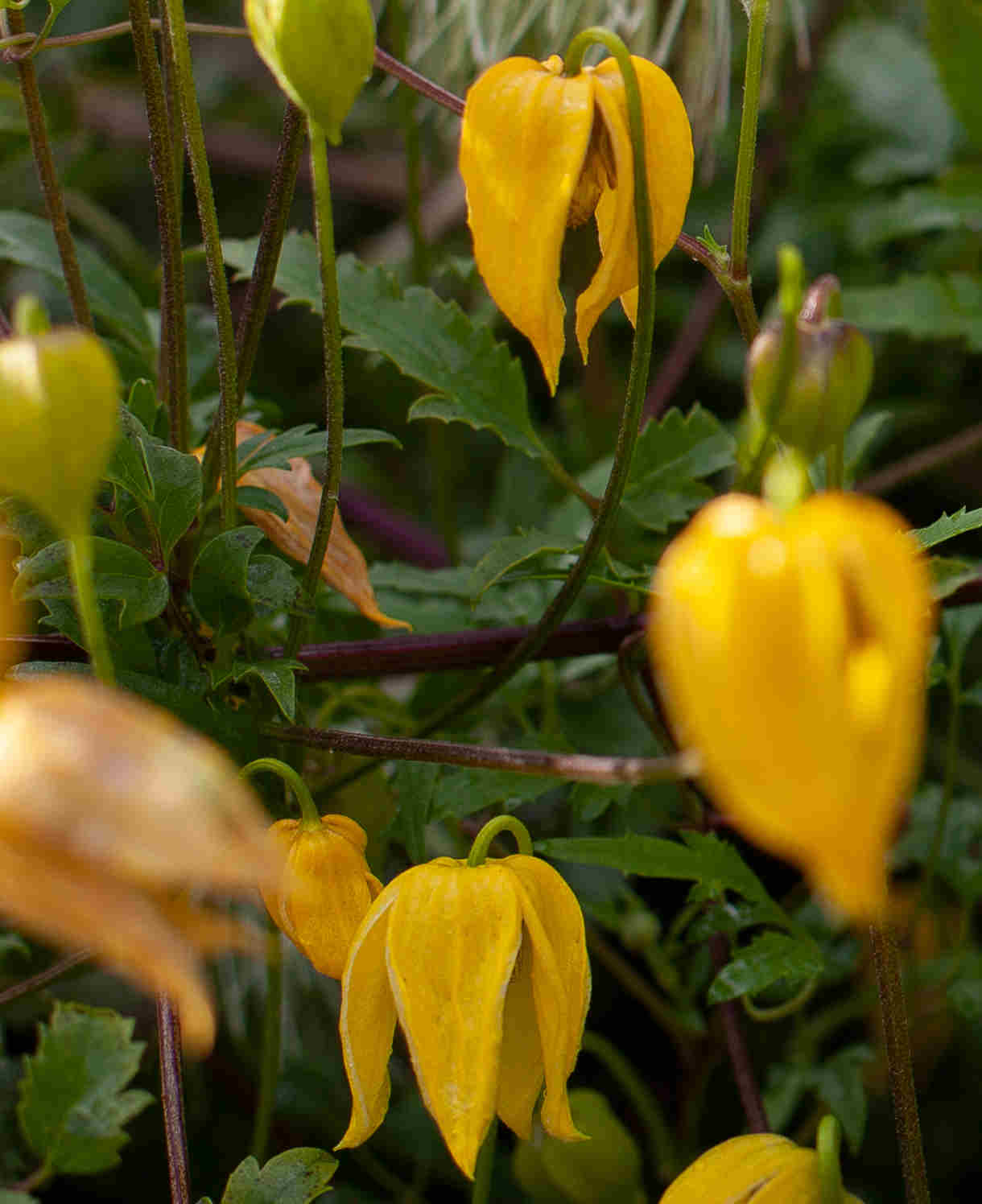 Clematis Orientalis 'bill Mackenzie' - 8cm Pots | Set-of-1 | Yellow