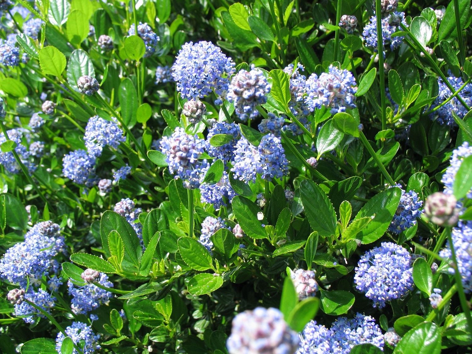 Ceanothus Victoria Californian Lilac Shrub 4-5ft Supplied In A 5 Litre Pot