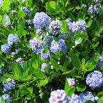 Ceanothus Victoria Californian Lilac Shrub 3-4ft Large 3 Litre Pot
