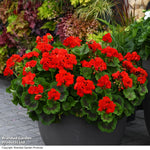 Geranium Best Red Garden Ready Plants | 12 x Garden Ready Plants