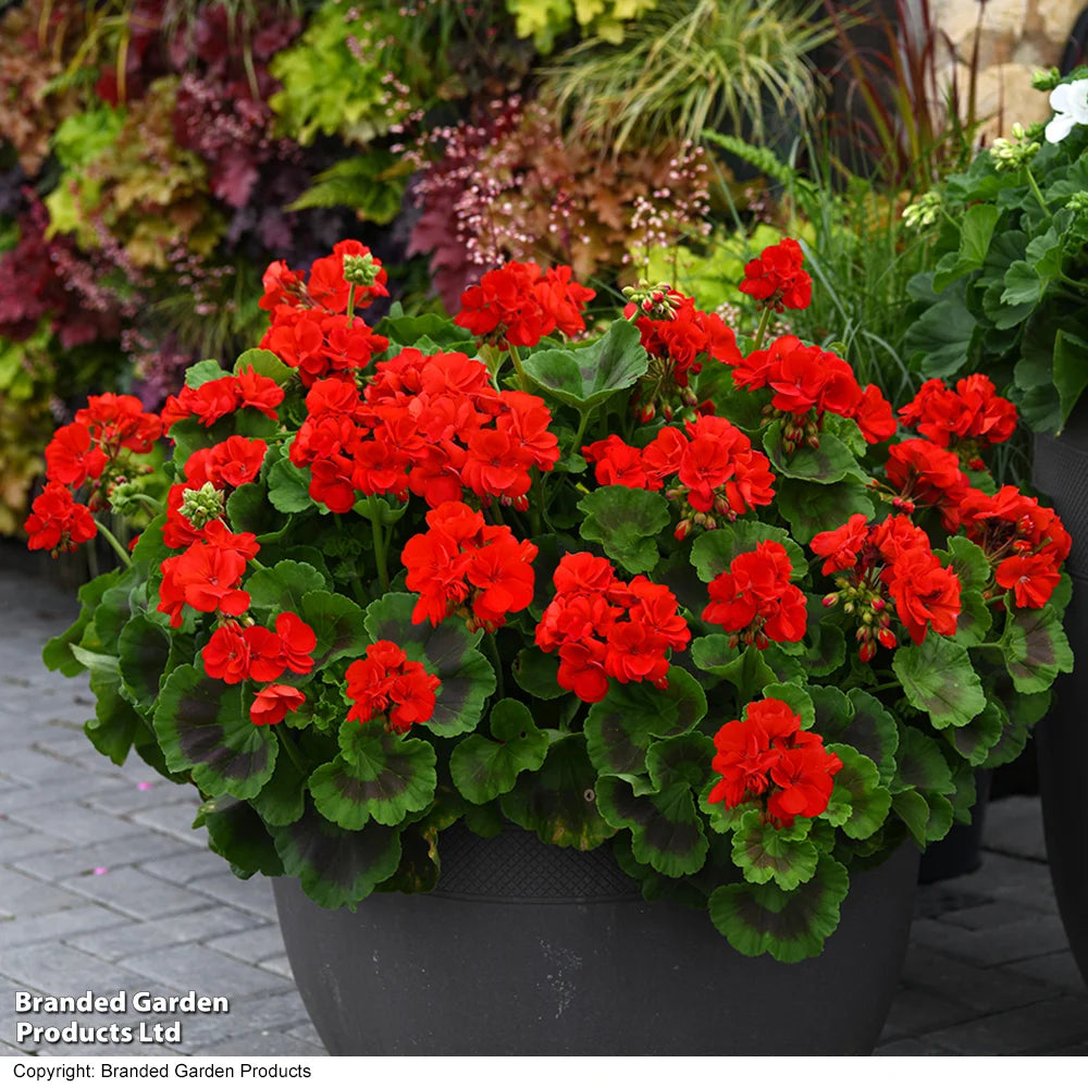 Geranium Best Red Garden Ready Plants | 12 x Garden Ready Plants