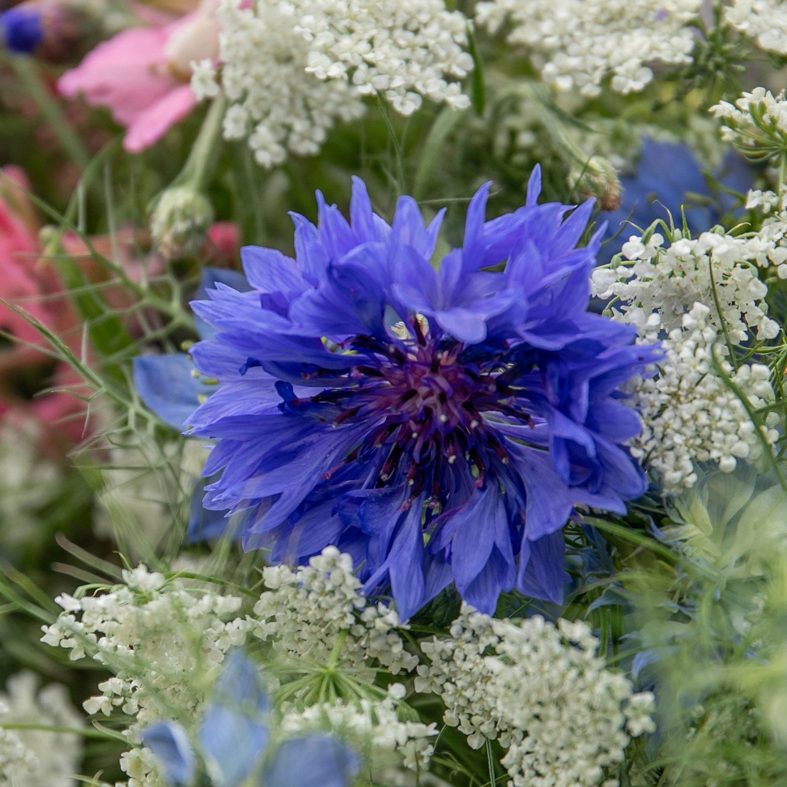 Cornflower Wildflower - Blue, Pollinator-friendly Seeds | 100 Seeds