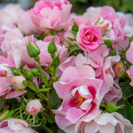 Rose 'see You In Rosé' (persica Floribunda, Fragrant, Pollinator-friendly) | 1 x Bare Root | Pink