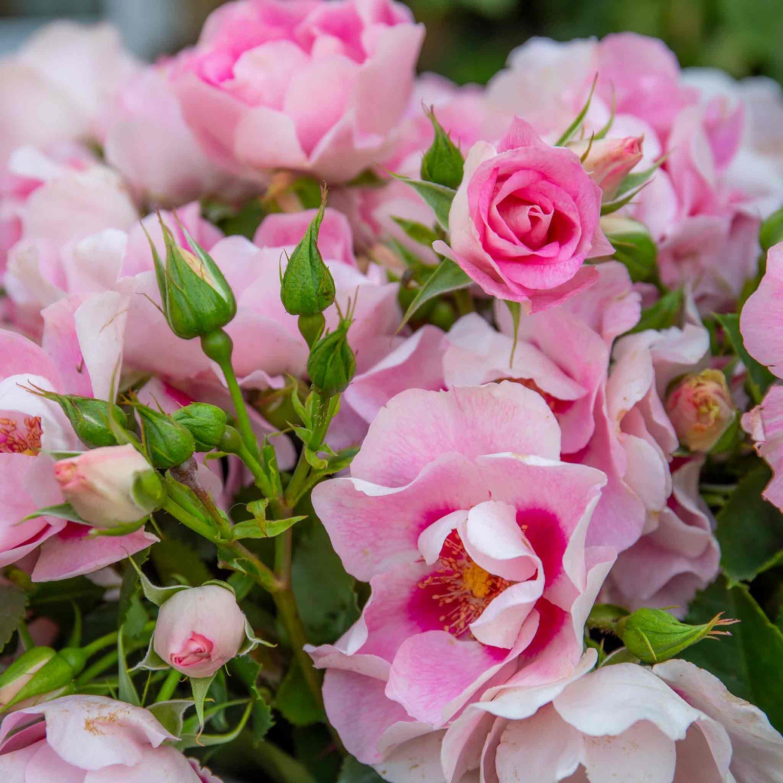 Rose 'see You In Rosé' (persica Floribunda, Fragrant, Pollinator-friendly) | 1 x Bare Root | Pink
