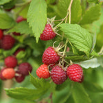 Raspberry Full Season Collection Canes | Set of 18