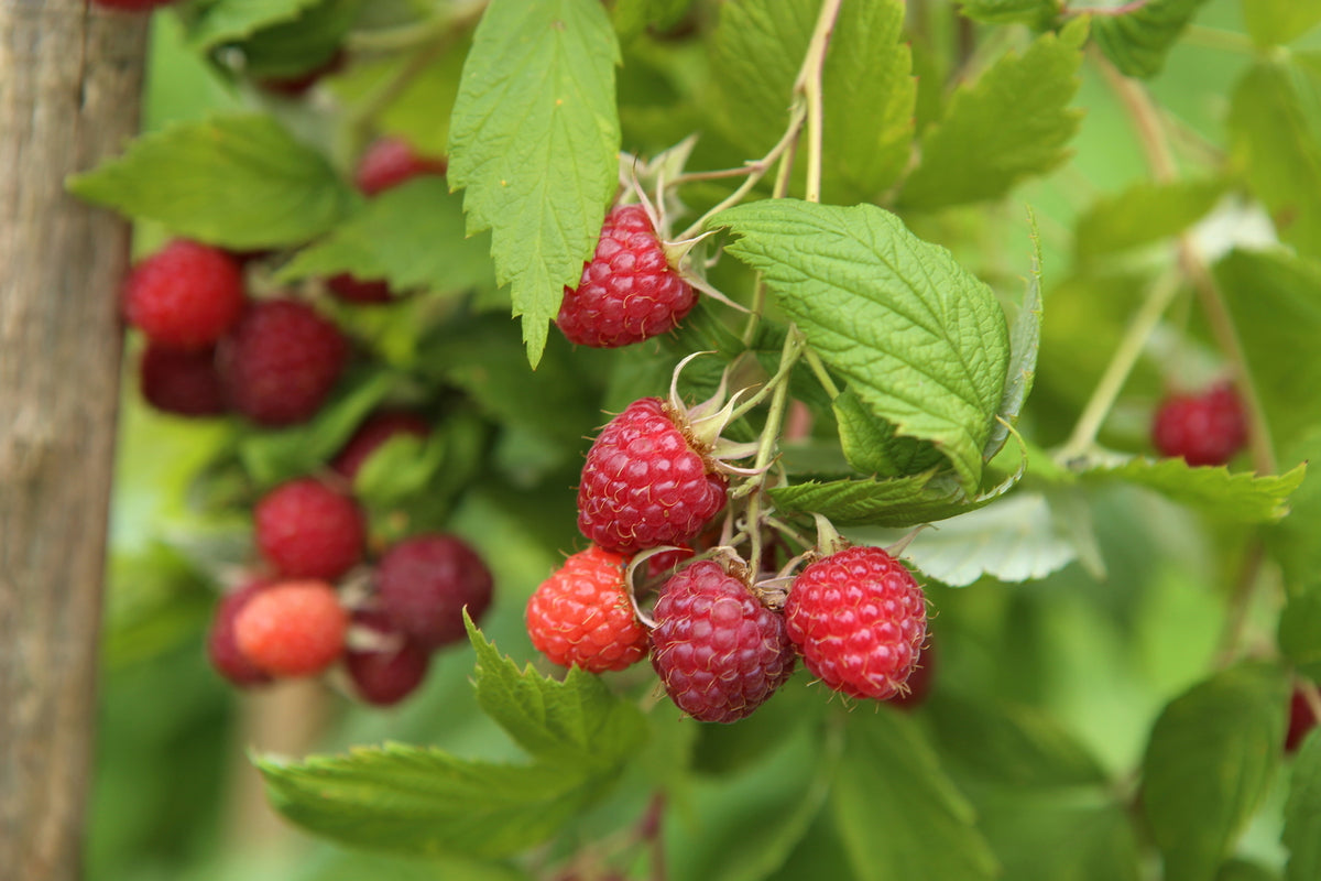 Raspberry Full Season Collection Canes | Set of 9