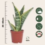 Snake Plant - 3 Pcs. - Sansevieria 'futura Superba' - Height 35-40cm - ⌀12cm | Set of 3 | Green
