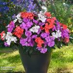 Busy Lizzie Pearl Island Garden Ready Plants | 12 x Garden Ready Plants