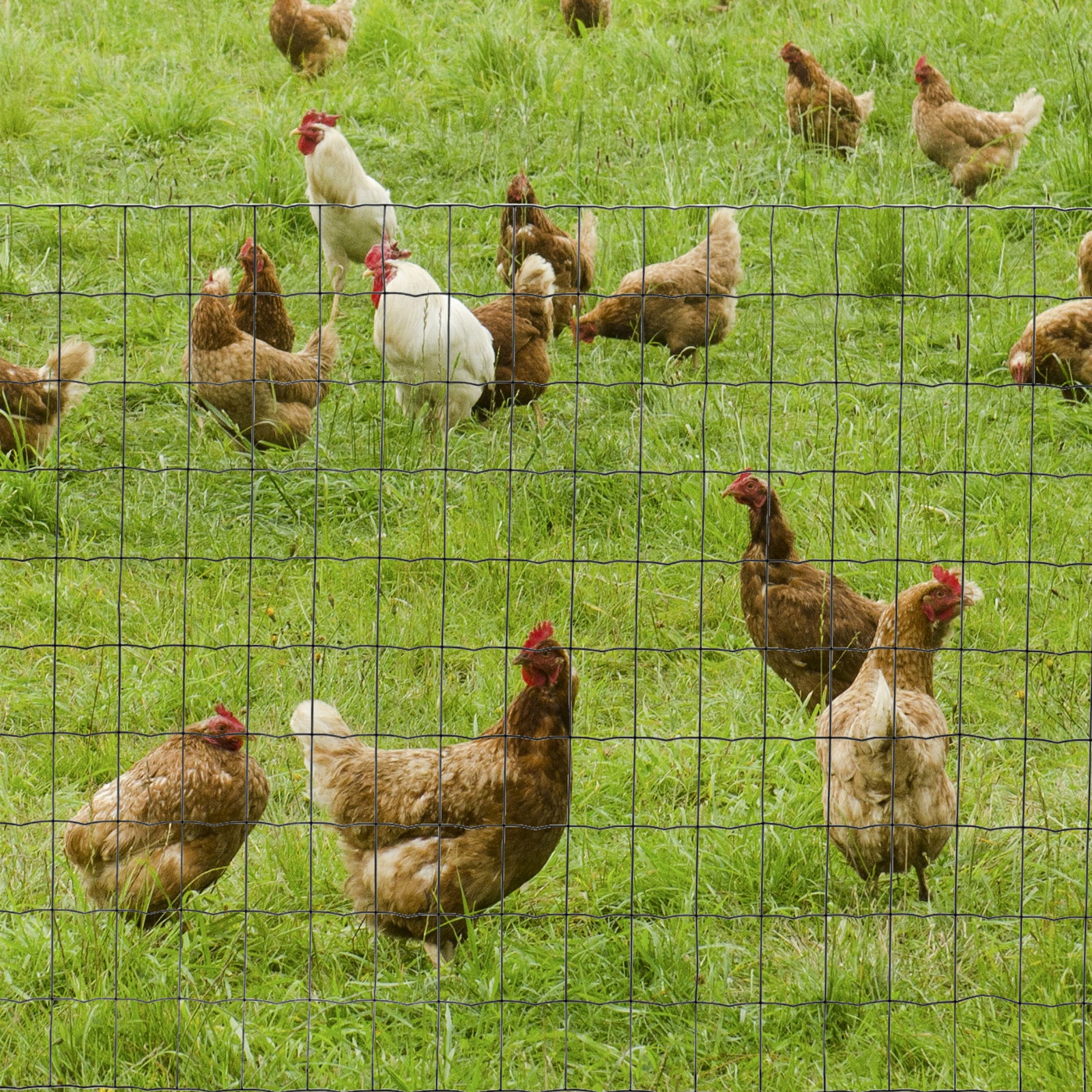 Pawhut 1mx10m Chicken Wire Mesh Rabbit Poultry Animal Fence Pvc Coated Netting