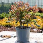 Osmanthus Heterophyllus 'goshiki' Variegated Evergreen Shrub | 1 x 3L | Multi
