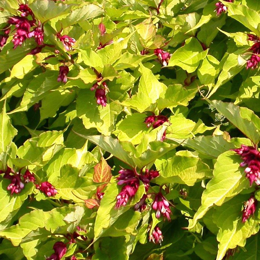 Direct Plants Leycesteria Golden Lanterns Himalayan Honeysuckle Shrub Extra Large Plant Supplied In A 3 Litre Pot