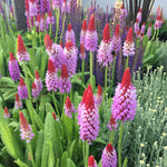 Primula Vialii 'red Hot Poker' Plants | 3 x 9cm | Crimson
