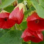 Abutilon Megapotamicum Wisley Red - Brighten Your Garden With Vibrant Red And Lush Green Foliage - 1 X 9cm Pot
