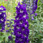 Delphinium 'magic Fountains Dark Blue White Bee' Perennial | 1 x 9cm