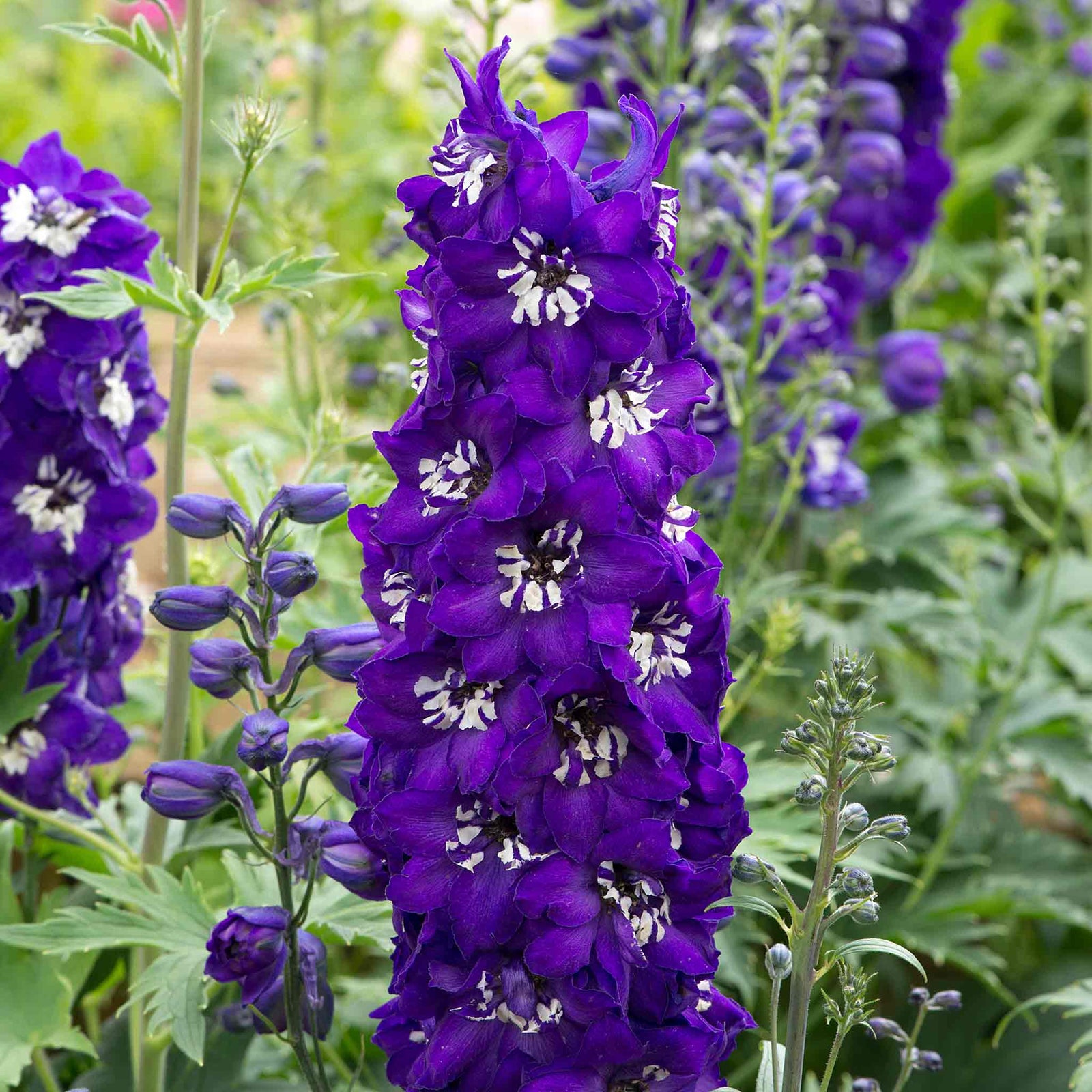 Delphinium 'magic Fountains Dark Blue White Bee' Perennial | 1 x 9cm