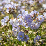 Polemonium 'stairway To Heaven' - Variegated Foliage, Pale Blue Flowers | 1 x 2L