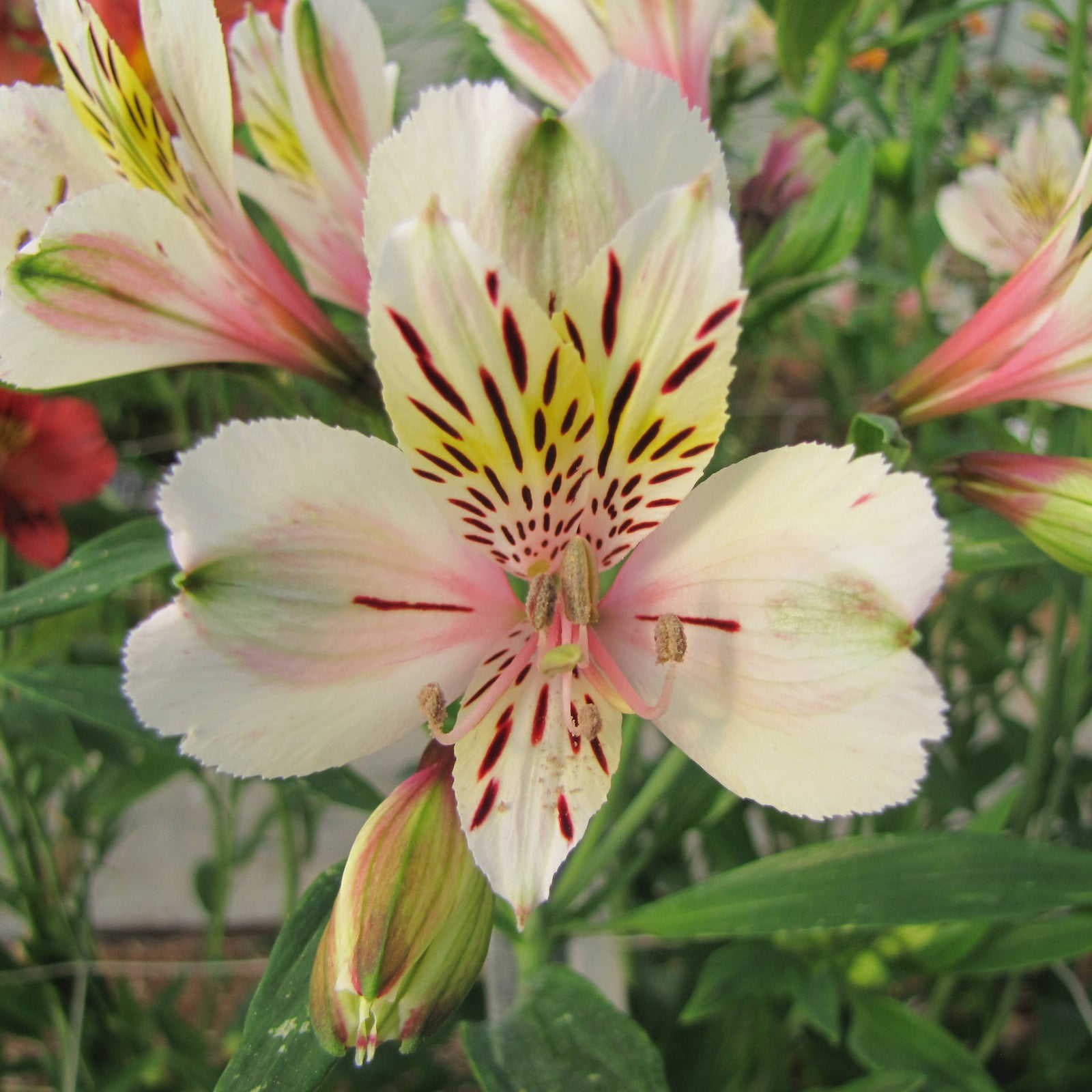 Hayloft Alstroemeria Majestic Garden 'breze' - 3 X 9cm Pots