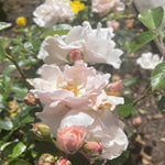Rosa ‘isn’t She’ Collection - 9cm Pots | 3 x 9cm | Multi