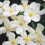 Hayloft Clematis Montana Grandiflora - 2l Pot On A Cane