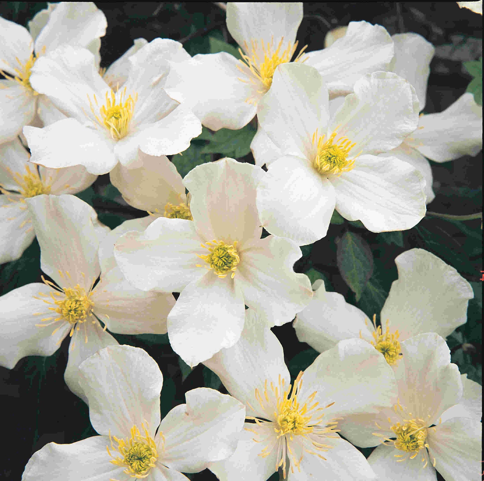 Hayloft Clematis Montana Grandiflora - 2l Pot On A Cane