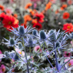 Eryngium 'big Blue' Perennial 50cm | 3 x 9cm | Blue
