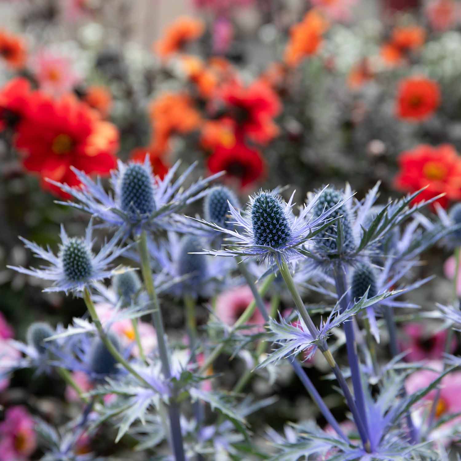 Eryngium 'big Blue' Perennial 50cm | 3 x 9cm | Blue