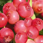 Direct Plants Blueberry Vaccinium Corymbosum Pink Berry Bush Fruit Plant Large Supplied In A 2 Litre Pot