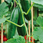 Grafted Cucumber 'passandra' All-female Greenhouse Vine | 1 x 7cm | Green