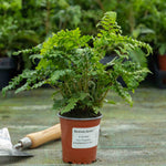 Japanese Lace Fern (evergreen, Rhs Agm) | 1 x 9cm | Green