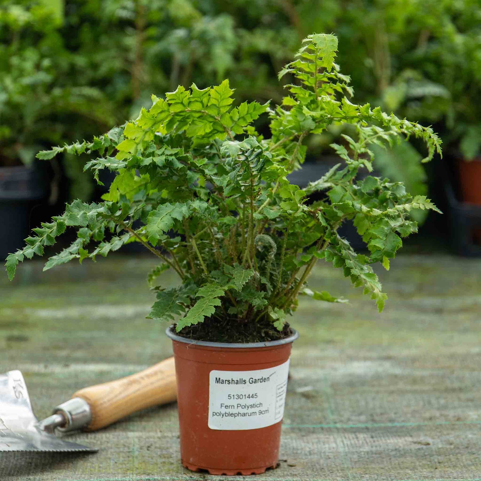 Japanese Lace Fern (evergreen, Rhs Agm) | 1 x 9cm | Green