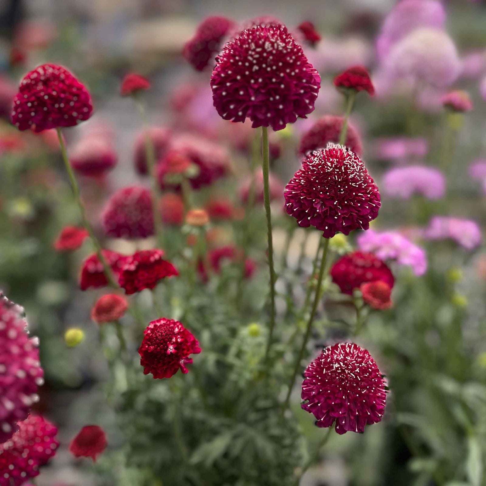 Scabious 'raspberry Scoop' Deep Wine-red Perennial 60-75cm | 12 x Plug Plants | Deep Red