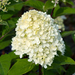 Hydrangea 'mojito' Lime Green Flowering Shrub | 1 x 7.5L | Green