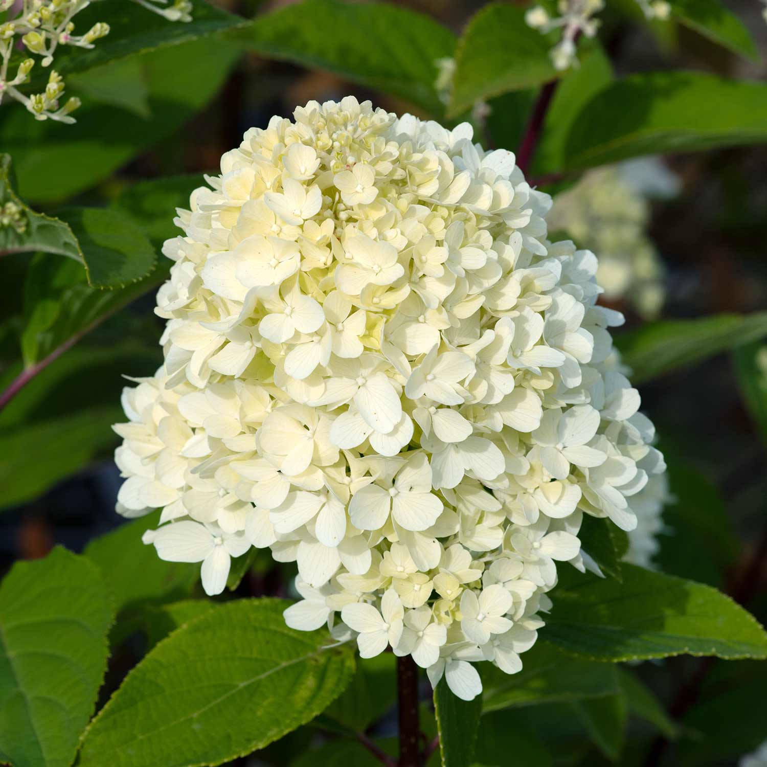 Hydrangea 'mojito' Lime Green Flowering Shrub | 1 x 7.5L | Green