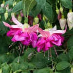 Fuchsia 'bella Rosella' Trailing Double Pink 30cm | 12 x Plug Plants