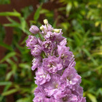 Delphinium 'delgenius Juliette' 2l Plant | 2L | Pink