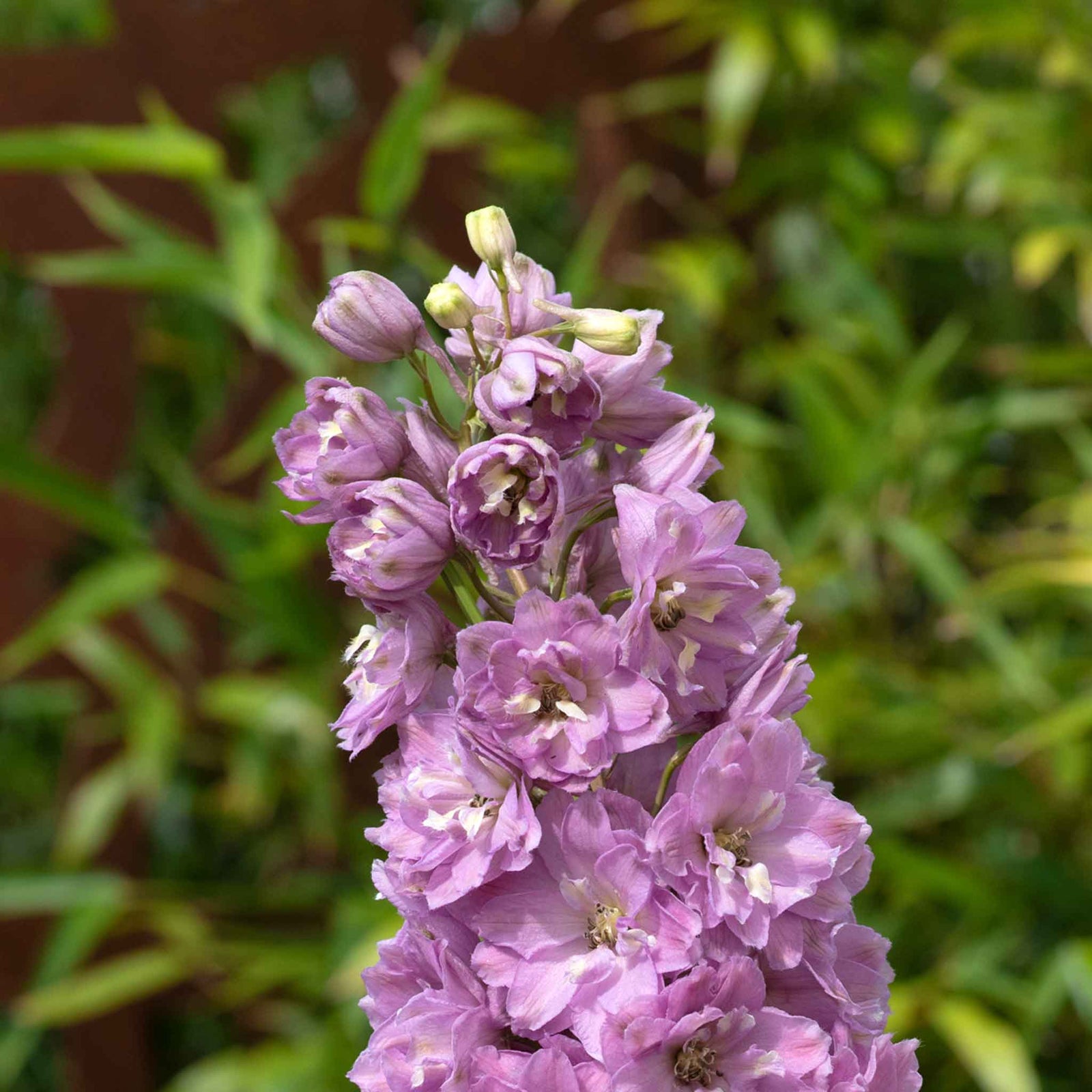 Delphinium 'delgenius Juliette' 2l Plant | 2L | Pink