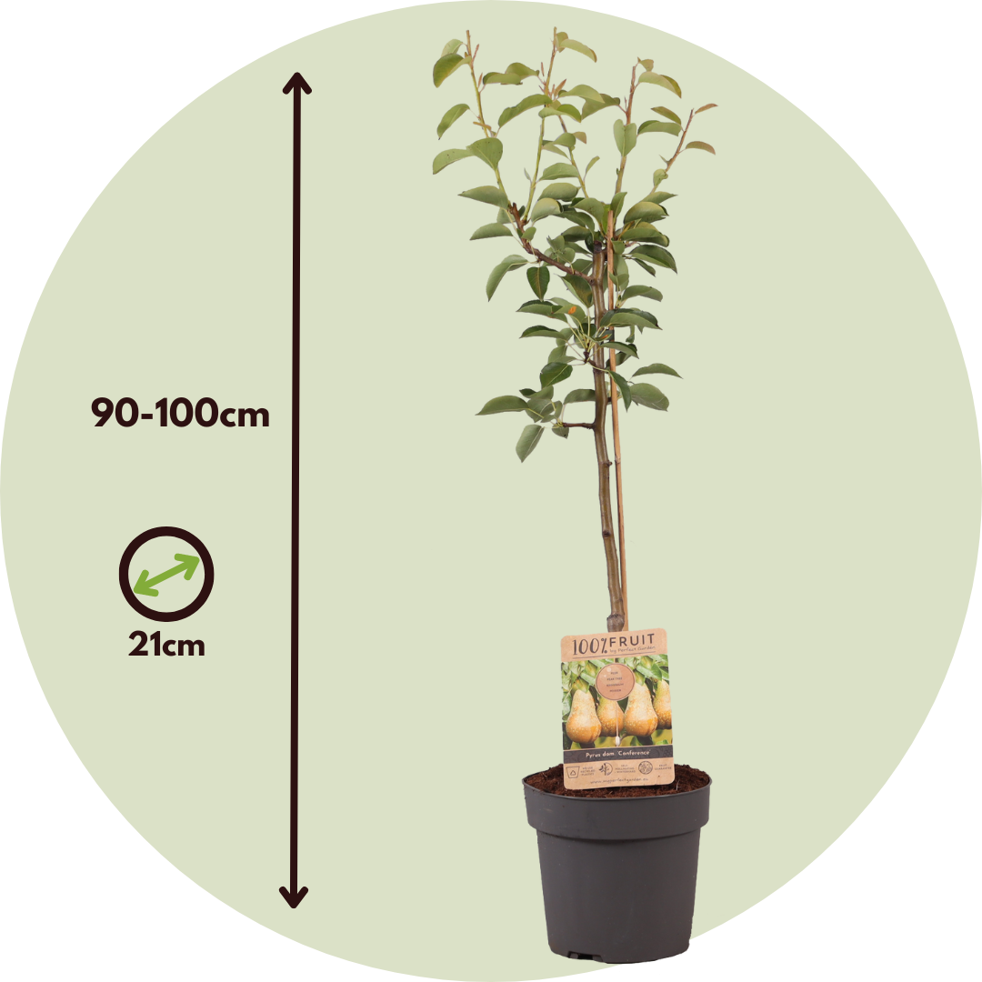 Pear Tree - Pyrus Communis 'conference' - Height 90-100cm - ⌀21cm