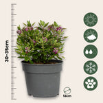 Evergreen Shrub - 3 Pcs. - Hebe All Blooms 'samona' - Height 30-35cm - ⌀13cm | Set of 3 | Pink