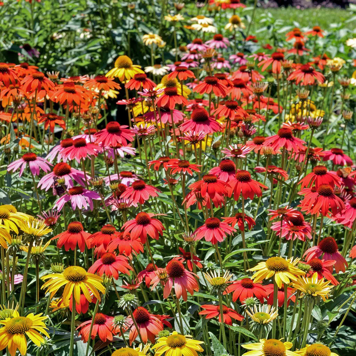 Echinacea 'cheyenne Spirit' - Hardy Perennial Coneflower | 3 x Jumbo Plugs | Multi