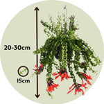 Lipstick Plant - 2 Pcs. - Aeschynanthus Pulcher - Height 20-30cm - ⌀15cm | Set of 2 | Red