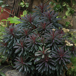 Euphorbia Miners Merlot- Purple Spurge 1 X 9cm Pot
