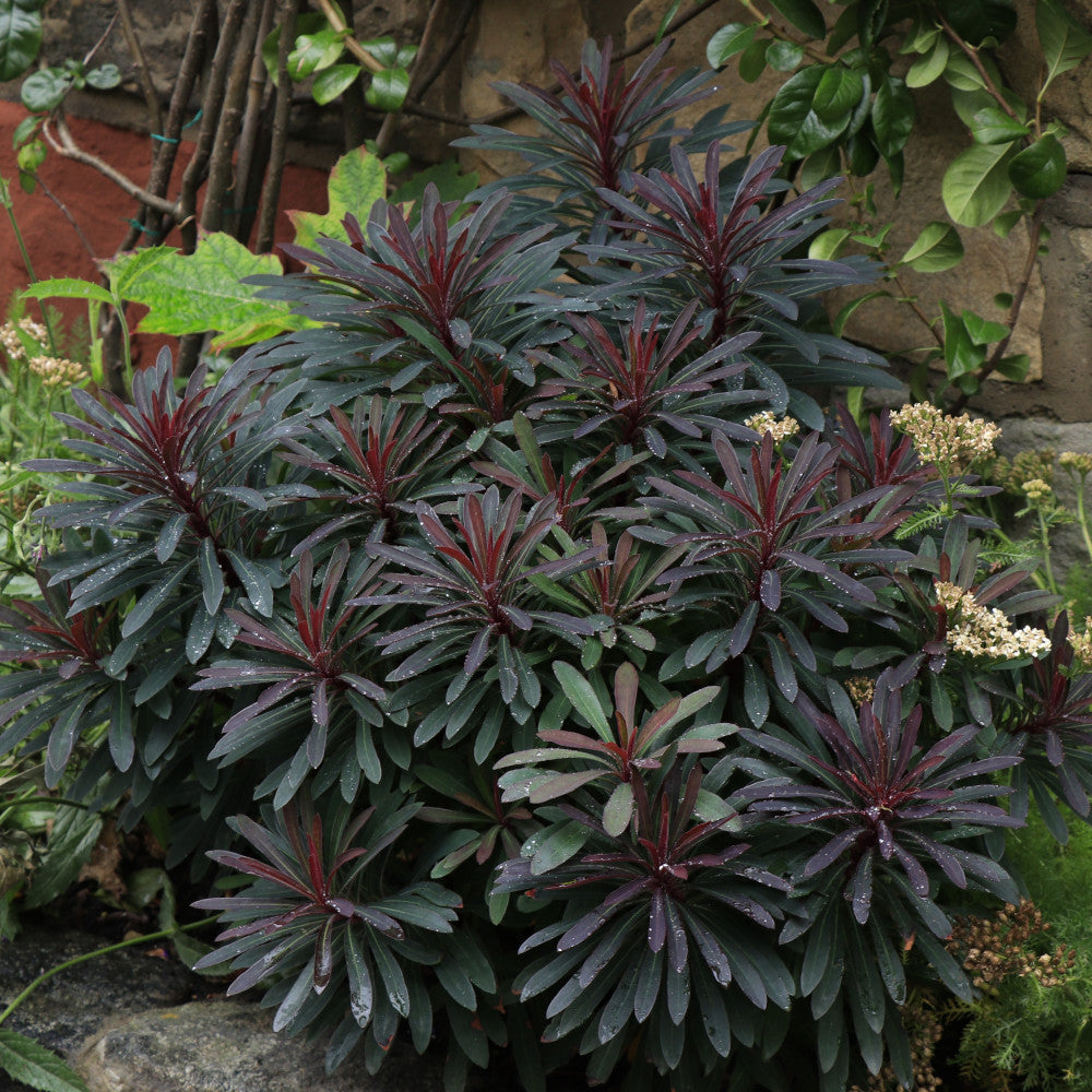 Euphorbia Miners Merlot- Purple Spurge 1 X 9cm Pot