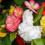 Begonia 'nonstop Mix' Double-flowering Shade-loving Bedding Plant | 20 x Pro Grower Plugs | Multi