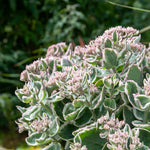 Sedum 'seduction La Vie En Rose' - Compact Variegated Perennial 9cm Plants | 1 x 2L | Pink