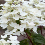Hydrangea Paniculata Wims Red - 9cm pots | 1 x 9cm | White