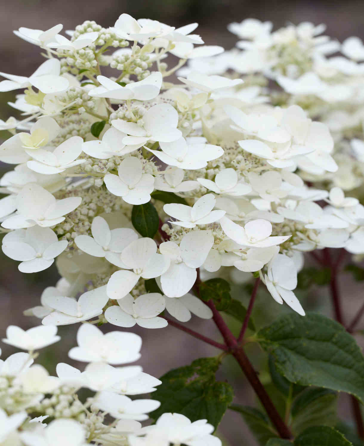 Hydrangea Paniculata Wims Red - 9cm pots | 1 x 9cm | White